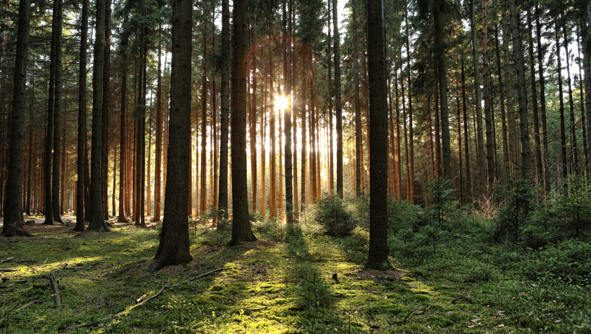 EU strengthens regulation targeting deforestation