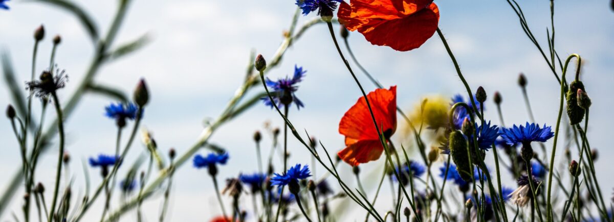 Businesses are out of step on biodiversity